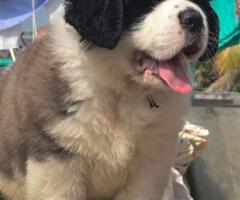 Sain bernad dashaund cocker  spaniel doberman puppies  available call me 9363507478