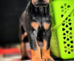 Sain bernad dashaund cocker  spaniel doberman puppies  available call me 9363507478