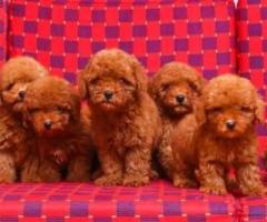 Lab golden retriever  poodle puppies available call me 9363507478