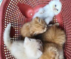 Persian Kittens Available – Chennai