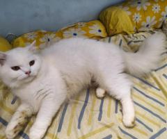 Persian Kittens Available – Chennai