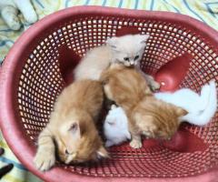 Persian Kittens Available – Chennai