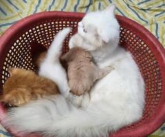 Persian Kittens Available – Chennai