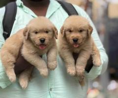 Import GOLDEN RETRIEVER Puppy ❤️in Chennai With Kci call 8667213100❤️