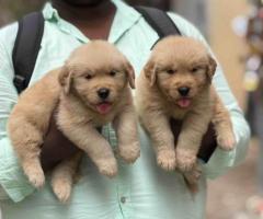 Import GOLDEN RETRIEVER Puppy ❤️in Chennai With Kci call 8667213100❤️