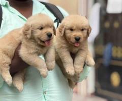 Import GOLDEN RETRIEVER Puppy ❤️in Chennai With Kci call 8667213100❤️