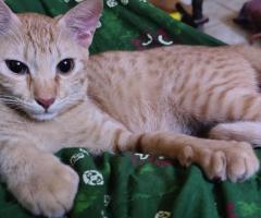 ???? Looking for a Loving Home – 6-Month-Old Female Kitten for Adoption ????