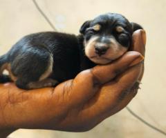 Mini pincher puppies