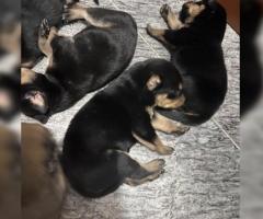 Rotties pups for sale