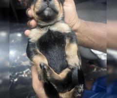 Rotties pups for sale