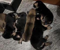 Rotties pups for sale