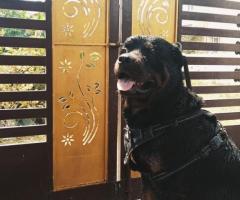 Rotties pups for sale