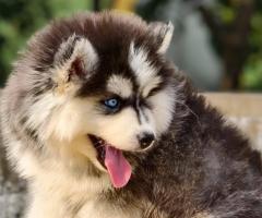 All breeds available call me 9363507478