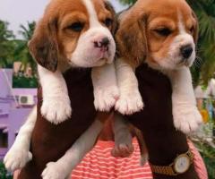 All breeds available call me 9363507478