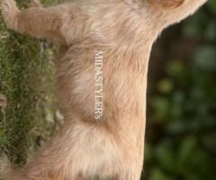 GOLDEN RETRIEVER PUPPIES AFFORDABLE PRICE AVAILABLE @CHENNAI 8838311044