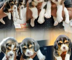 Excellent Quality Home litter "Beagle Puppies" parent's can see directly ☎️ 9710430367
