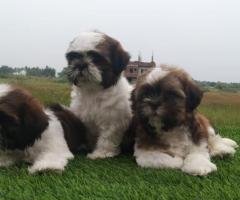 Excellent quality shitzu puppies call me 9363507478