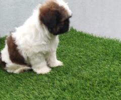 Excellent quality shitzu puppies call me 9363507478