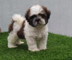 Excellent quality shitzu puppies call me 9363507478