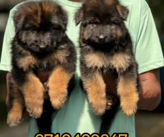 Double Bush coat "German Shepherd" Puppies for sale chennai call 7200349948