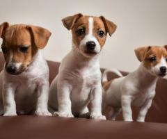 Most intelligent "Jack Russell" Puppies for sale in Chennai ☎️ 9710430367