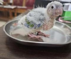 Hand tamed pineapple conure looking for new home