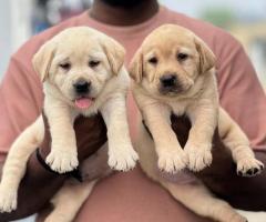 Apple head Chubby "Labrador" Puppies ❤️ Loving homes Call 7200349938