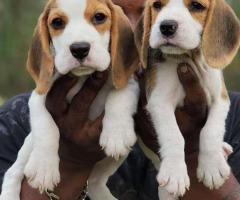 Cute Beagle puppies  available  call me 9363507478