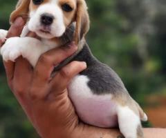 Cute Beagle puppies  available  call me 9363507478