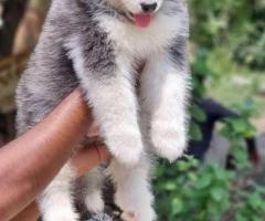 Wolly husky puppies  available  call me 9363507478