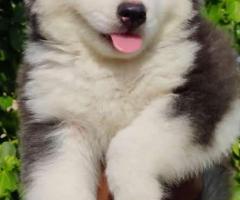 Wolly husky puppies  available  call me 9363507478