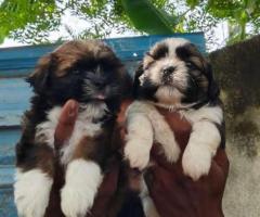 Beautiful  shitzu puppies available  call me 9363507478