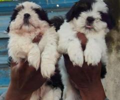 Beautiful  shitzu puppies available  call me 9363507478