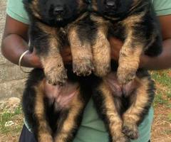 Heavy gsd puppies  available  call me 9363507478