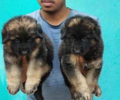 Heavy gsd puppies  available  call me 9363507478