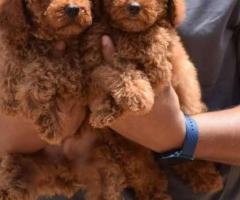Poodle puppies available  call.me 936507478