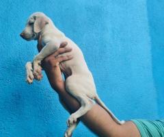 8754615589 Rajapalayam puppy available in Chennai