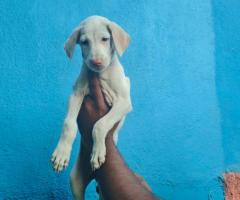 8754615589 Rajapalayam puppy available in Chennai