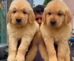 Golden Golden retriever puppy available call me 9363507478