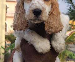 Cocke spaniel puppies available call 9363507478