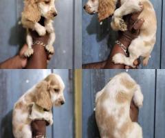 Cocke spaniel puppies available call 9363507478