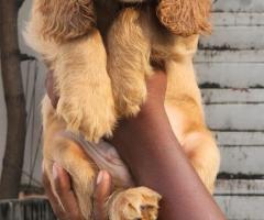 Cocke spaniel puppies available call 9363507478