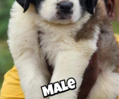 Saint Bernard puppies available calle 9363507478