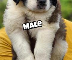 Saint Bernard puppies available calle 9363507478