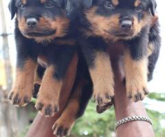 Rot puppies available call me 9363507478