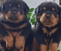 Rot puppies available call me 9363507478