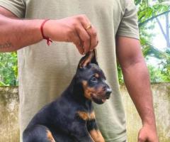 Doberman puppies available call me 9363507478