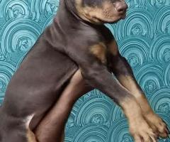 Doberman puppies available call me 9363507478