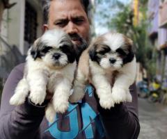 Premium Quality "Shih Tzu" Puppies for Sale ☎️ 9710430367