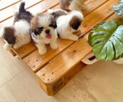 Doll Shitzu puppies Available call. Me 936350747878